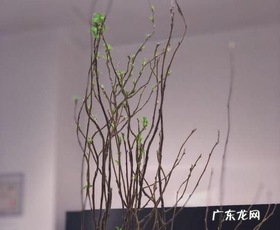 柳枝水泡多久 才能浇花,柳树枝泡水要泡多久才能用来生根