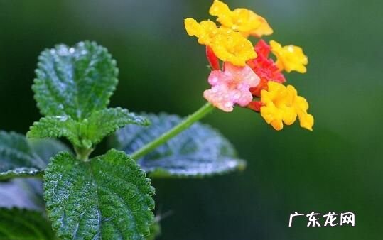 五色梅的功效与作用,五色梅有毒性