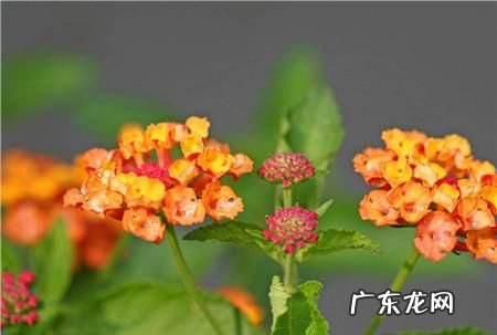 五色梅的功效与作用,五色梅有毒性
