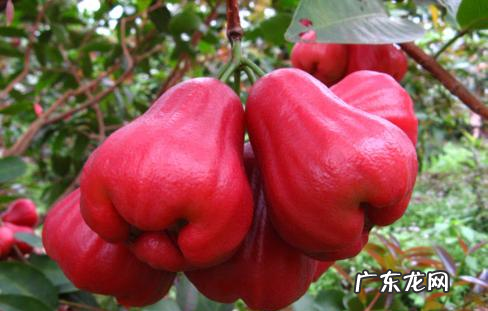 木瓜可以随身携带上飞机,乘飞机可以带木瓜