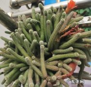 白檀怎么养 有什么方法,白檀仙人掌春季怎么养护