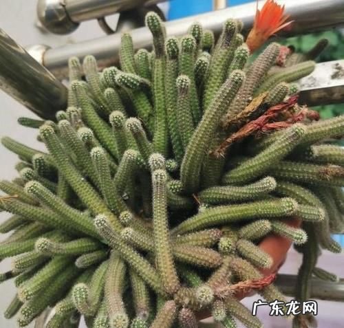 白檀怎么养 有什么方法,白檀仙人掌春季怎么养护