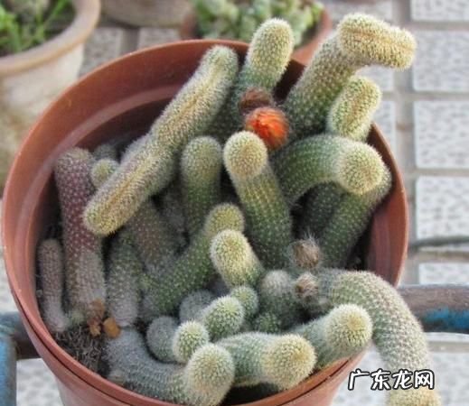 白檀怎么养 有什么方法,白檀仙人掌春季怎么养护