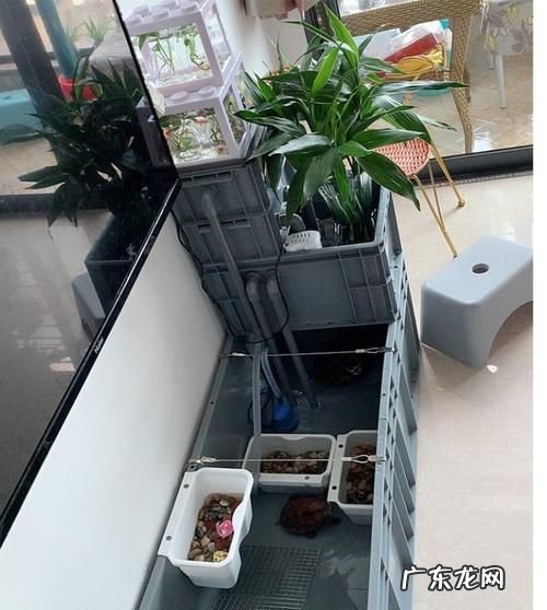 龟缸滤材怎么用,养龟苗用什么过滤器
