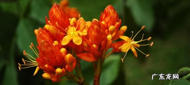 无忧花怎么种植,无忧花的养殖方法