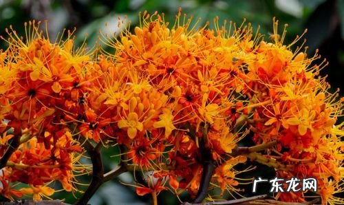 无忧花怎么种植,无忧花的养殖方法