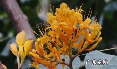 无忧花怎么种植,无忧花的养殖方法
