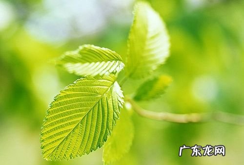 关于春天叶子的句子,描写春天的叶的诗句有哪些