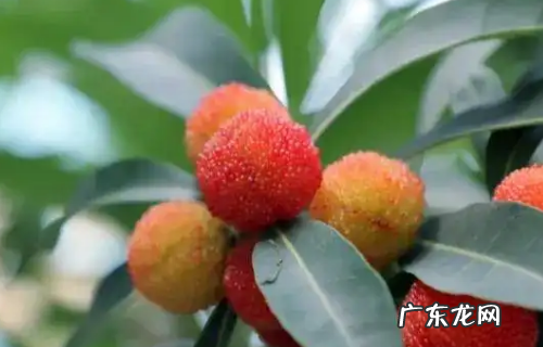 杨梅有虫用什么泡,杨梅有虫打什么药