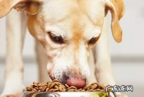 狗狗眼屎多怎么办,狗狗有眼屎怎么办吃点什么药