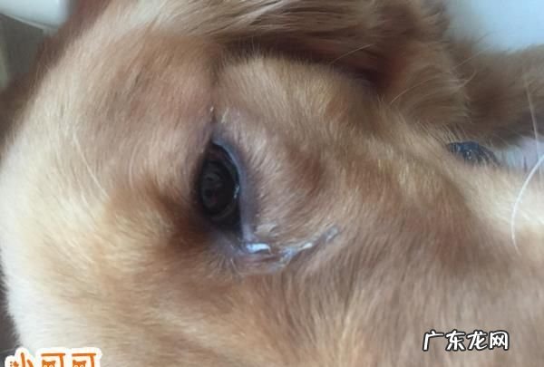 狗狗眼屎多怎么办,狗狗有眼屎怎么办吃点什么药