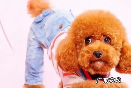 狗狗眼屎多怎么办,狗狗有眼屎怎么办吃点什么药