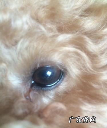 狗狗眼屎多怎么办,狗狗有眼屎怎么办吃点什么药