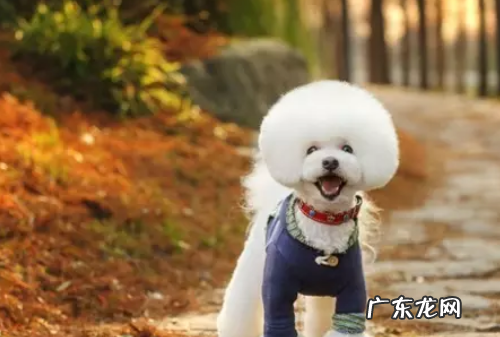 狗狗眼屎多怎么办,狗狗有眼屎怎么办吃点什么药