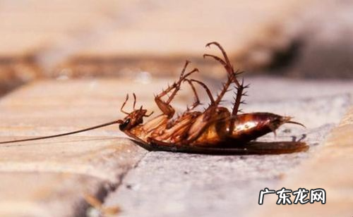 蟑螂不喜欢什么味道,蟑螂怕什么气味和东西