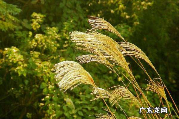 用干燥剂怎么做干花,鲜花制作干花方法教程需要风干几天