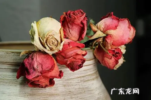 用干燥剂怎么做干花,鲜花制作干花方法教程需要风干几天
