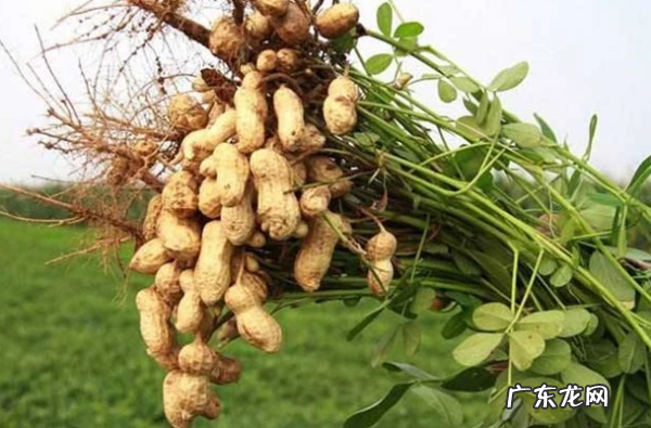 花生种下去要多长时间才能收获,花生种下去要多长时间才能收获