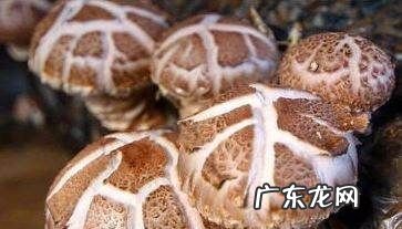 香菇肉酱的做法,怎样做香菇肉酱好吃