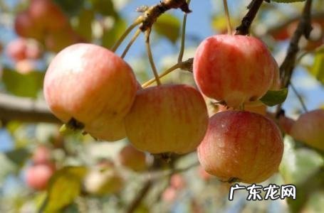 海棠能吃不能吃,海棠海棠果能吃