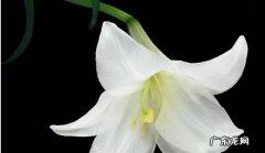 百合花花语 这个你知道,百合花的花语是什么