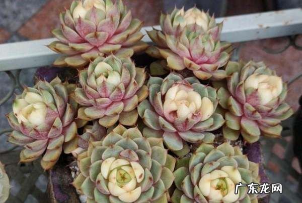 静夜和甘草船长的区别,多肉吉娃娃静夜甘草船长月夜怎么分辨