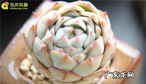 静夜和甘草船长的区别,多肉吉娃娃静夜甘草船长月夜怎么分辨