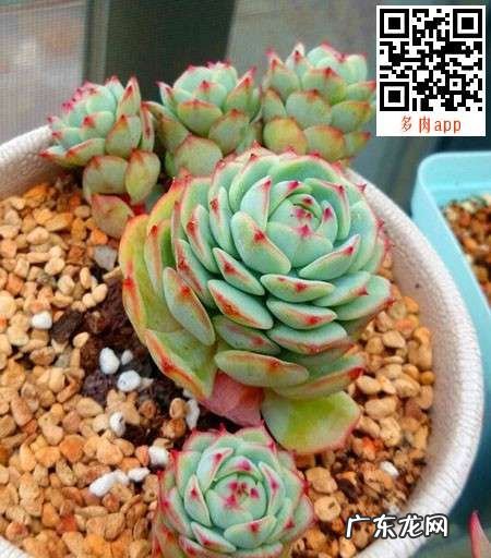 静夜和甘草船长的区别,多肉吉娃娃静夜甘草船长月夜怎么分辨