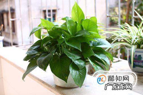 家中蟑螂怎么彻底消灭,蟑螂怎么消灭最干净彻底的方法知乎