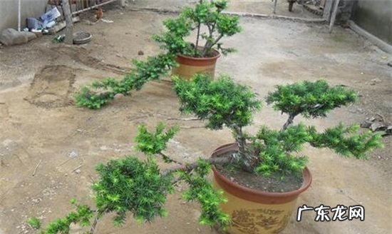 红豆杉的养殖方法和注意事项,红豆杉的养殖方法和注意事项盆栽