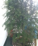 红豆杉的养殖方法和注意事项,红豆杉的养殖方法和注意事项盆栽