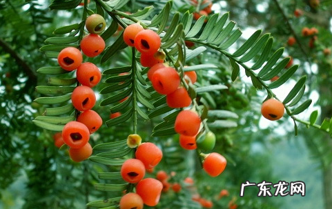红豆杉的养殖方法和注意事项,红豆杉的养殖方法和注意事项盆栽