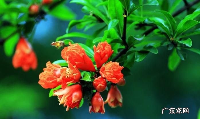 石榴花花语 石榴花花语是什么,石榴花花语诗句