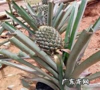 菠萝发酵可以当肥料,菠萝皮发酵后能当水果树的肥料