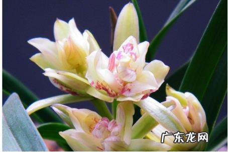 教师节应该送什么花,教师节送什么花合适女老师