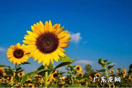 教师节应该送什么花,教师节送什么花合适女老师
