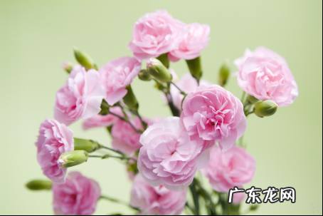 教师节应该送什么花,教师节送什么花合适女老师