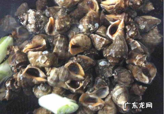 海螺煮多久能熟透,大海螺煮多长时间熟