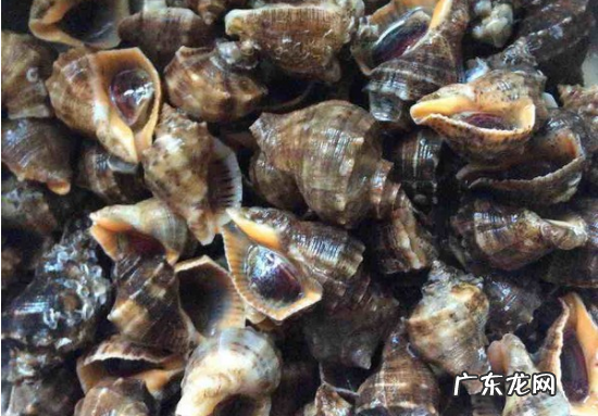 海螺煮多久能熟透,大海螺煮多长时间熟