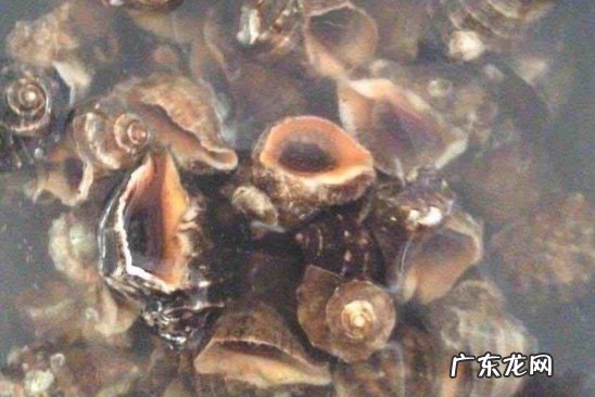 海螺煮多久能熟透,大海螺煮多长时间熟