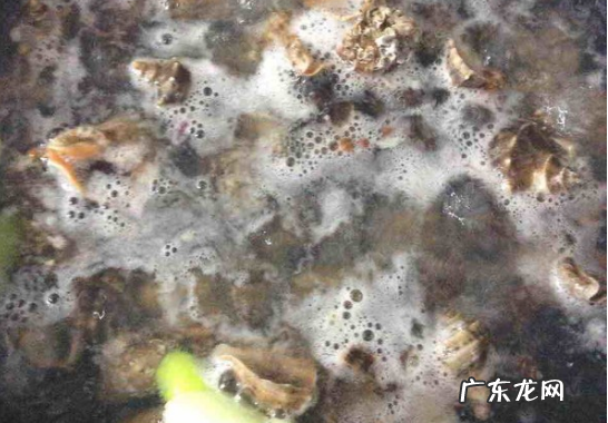 海螺煮多久能熟透,大海螺煮多长时间熟