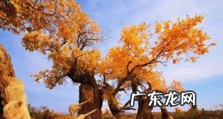 胡杨树什么意思,胡杨的寓意是什么