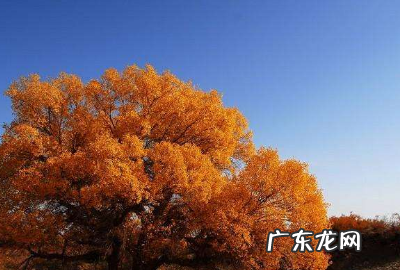 胡杨树什么意思,胡杨的寓意是什么