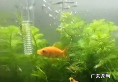 鱼缸里水发黄的原因和解决办法,鱼缸里水发黄的原因和解决办法换了水还是一样