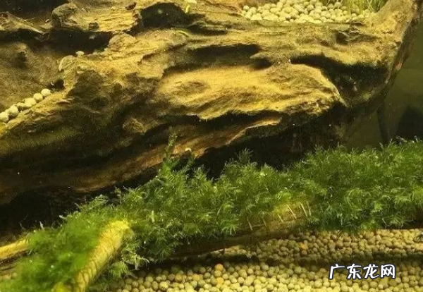 鱼缸里水发黄的原因和解决办法,鱼缸里水发黄的原因和解决办法换了水还是一样