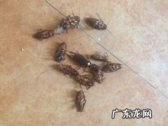 蟑螂饵剂使用方法,杀蟑胶饵使用方法图解