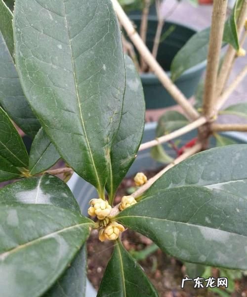 桂花看叶子怎么分品种,桂花品种识别之叶子识别示意图
