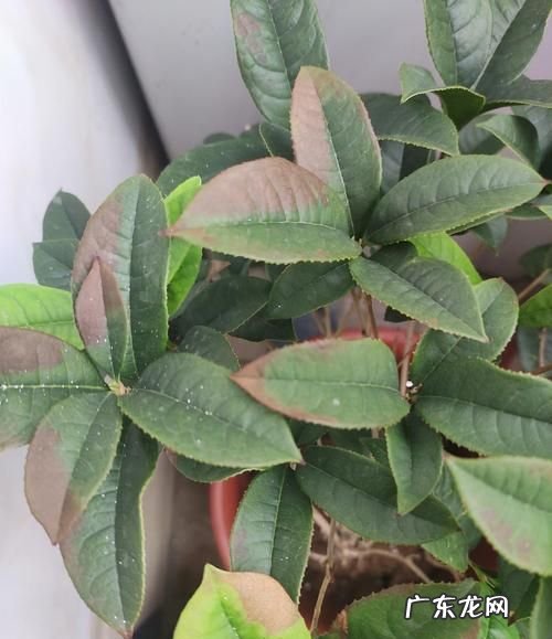 桂花看叶子怎么分品种,桂花品种识别之叶子识别示意图