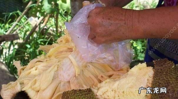菠萝蜜粘液是什么,菠萝蜜白色液体是什么东西