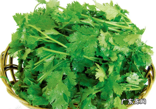 芫荽是香菜,芫荽和香菜的区别拼音
